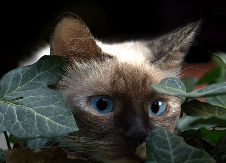 A cat hiding in the bushes which signifies the hidden skills that children have and that the CAT4 entrance exam measures.